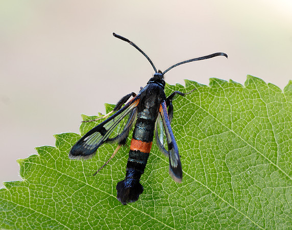 52.007 BF381 Large Red-belted Clearwing Synanthedon culiciformis