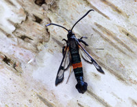 52.007 BF381 Large Red-belted Clearwing Synanthedon culiciformis
