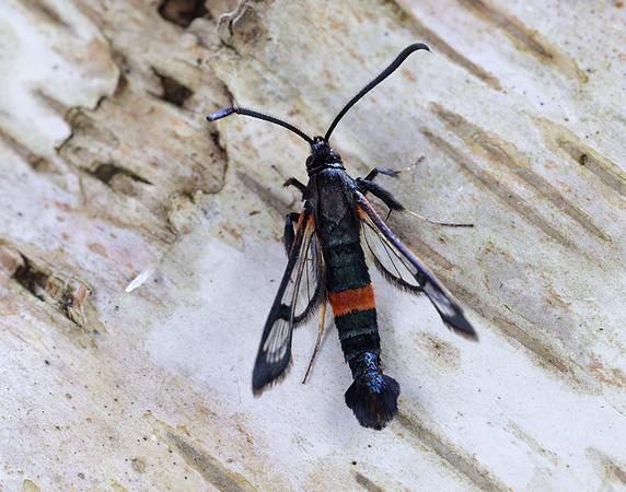 52.007 BF381 Large Red-belted Clearwing Synanthedon culiciformis