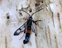 52.007 BF381 Large Red-belted Clearwing Synanthedon culiciformis