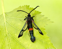 52.007 BF381 Large Red-belted Clearwing Synanthedon culiciformis