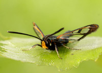 52.007 BF381 Large Red-belted Clearwing Synanthedon culiciformis