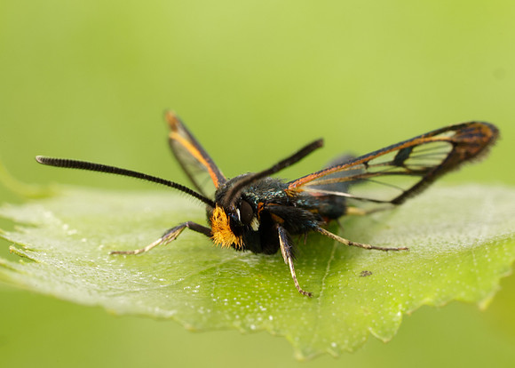 52.007 BF381 Large Red-belted Clearwing Synanthedon culiciformis