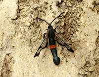 52.007 BF381 Large Red-belted Clearwing Synanthedon culiciformis