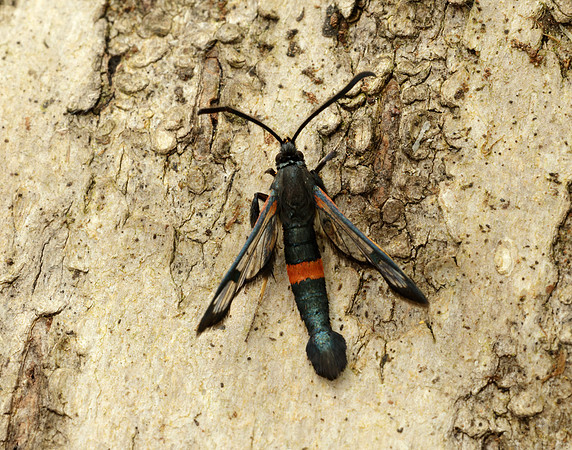 52.007 BF381 Large Red-belted Clearwing Synanthedon culiciformis
