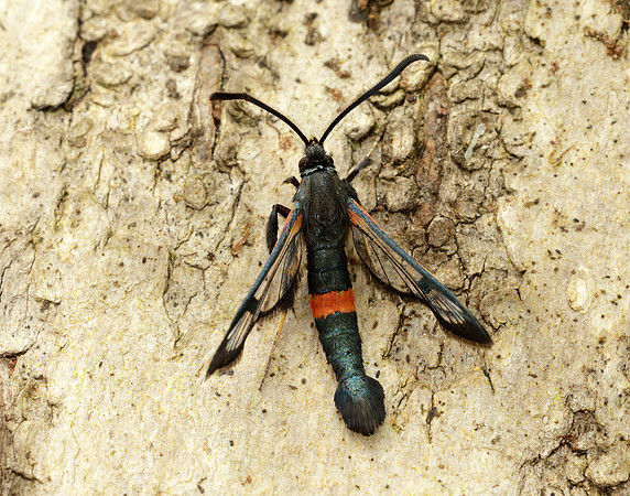 52.007 BF381 Large Red-belted Clearwing Synanthedon culiciformis