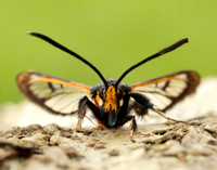 52.007 BF381 Large Red-belted Clearwing Synanthedon culiciformis