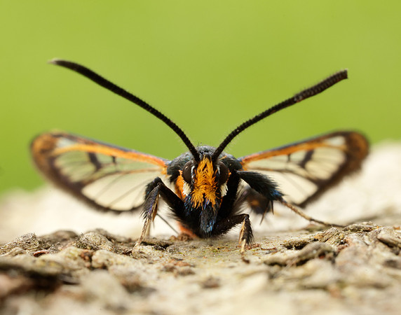 52.007 BF381 Large Red-belted Clearwing Synanthedon culiciformis
