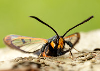 52.007 BF381 Large Red-belted Clearwing Synanthedon culiciformis