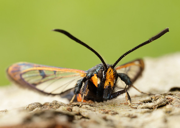 52.007 BF381 Large Red-belted Clearwing Synanthedon culiciformis
