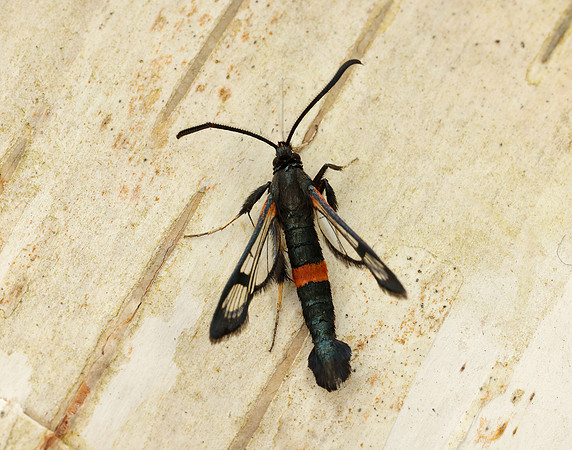 52.007 BF381 Large Red-belted Clearwing Synanthedon culiciformis