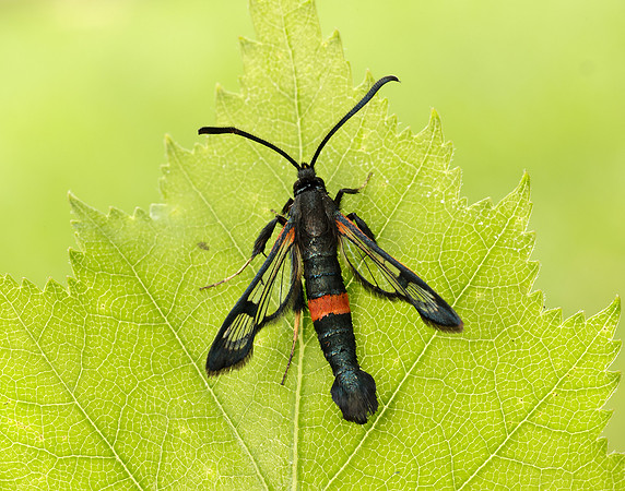 52.007 BF381 Large Red-belted Clearwing Synanthedon culiciformis