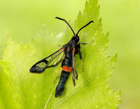 52.007 BF381 Large Red-belted Clearwing Synanthedon culiciformis