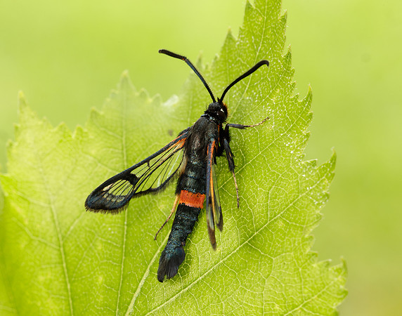 52.007 BF381 Large Red-belted Clearwing Synanthedon culiciformis