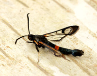 52.007 BF381 Large Red-belted Clearwing Synanthedon culiciformis