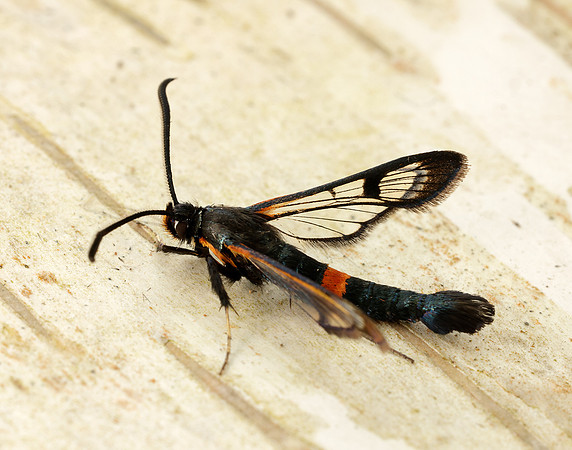 52.007 BF381 Large Red-belted Clearwing Synanthedon culiciformis