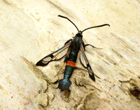 52.007 BF381 Large Red-belted Clearwing Synanthedon culiciformis