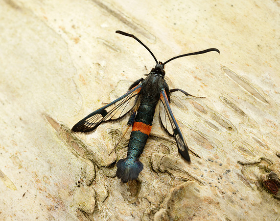 52.007 BF381 Large Red-belted Clearwing Synanthedon culiciformis