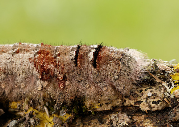66.012 BF1642 Lappet Gastropacha quercifolia