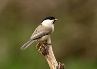 Willow Tit Poecile montanus