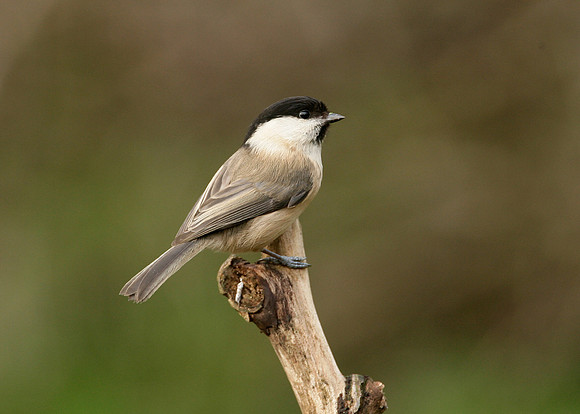 Willow Tit Poecile montanus