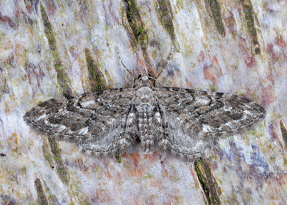 70.168 BF1846 Narrow-winged Pug Eupithecia nanata