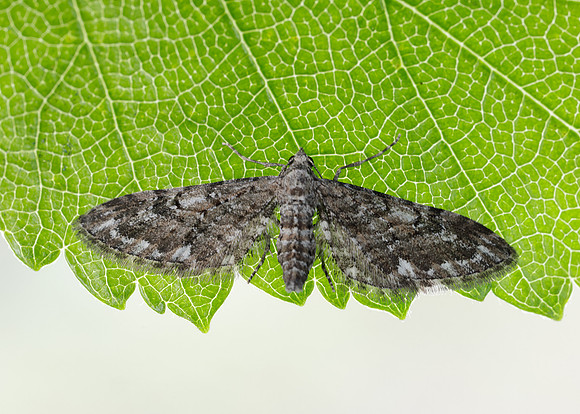 70.168 BF1846 Narrow-winged Pug Eupithecia nanata