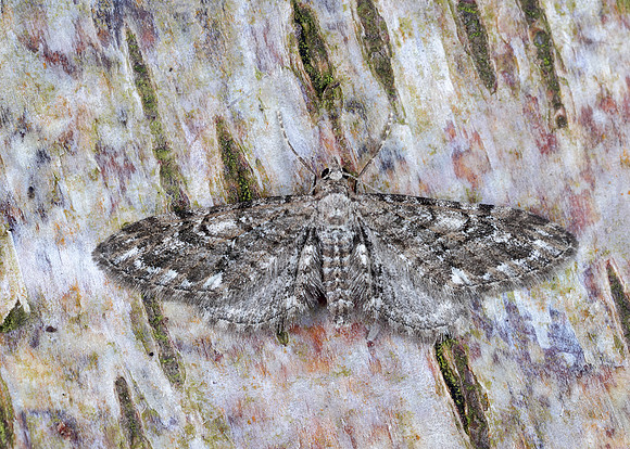 70.168 BF1846 Narrow-winged Pug Eupithecia nanata
