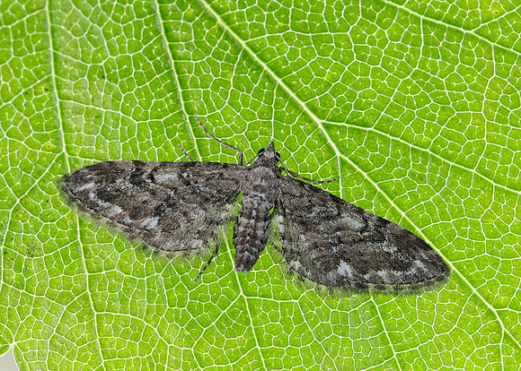 70.168 BF1846 Narrow-winged Pug Eupithecia nanata