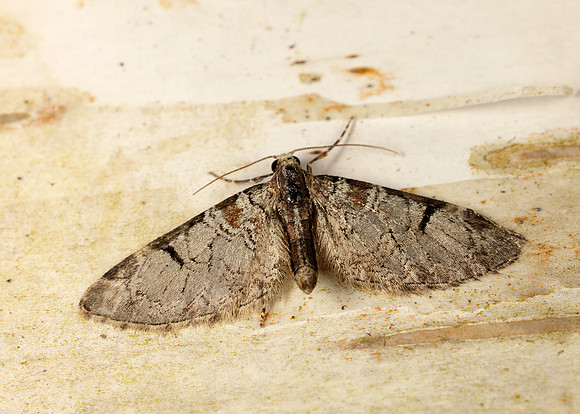 70.174 BF1820 Pinion-spotted Pug Eupithecia insigniata