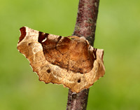 70.239 BF1919 Purple Thorn Selenia tetralunaria