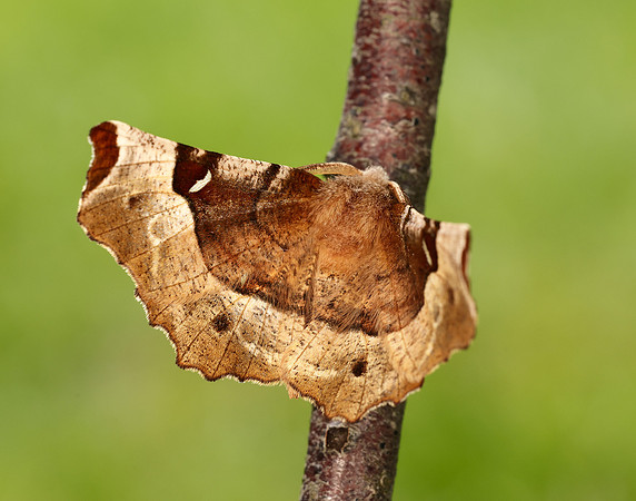 70.239 BF1919 Purple Thorn Selenia tetralunaria