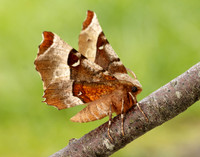70.239 BF1919 Purple Thorn Selenia tetralunaria