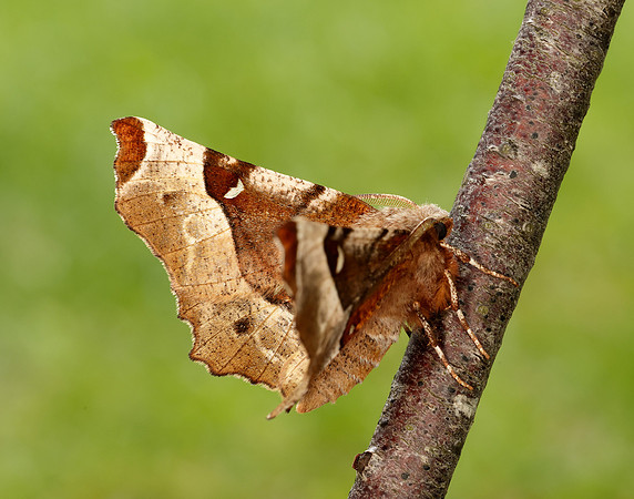 70.239 BF1919 Purple Thorn Selenia tetralunaria