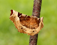 70.239 BF1919 Purple Thorn Selenia tetralunaria
