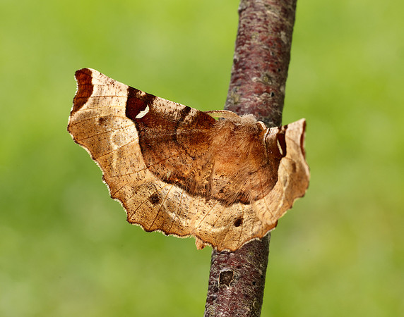 70.239 BF1919 Purple Thorn Selenia tetralunaria