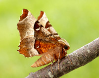 70.239 BF1919 Purple Thorn Selenia tetralunaria