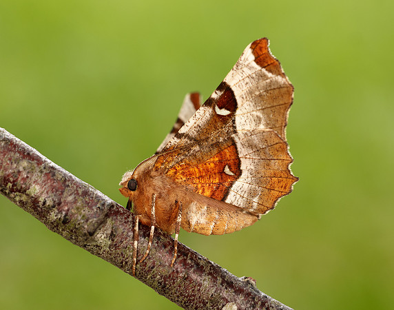 70.239 BF1919 Purple Thorn Selenia tetralunaria