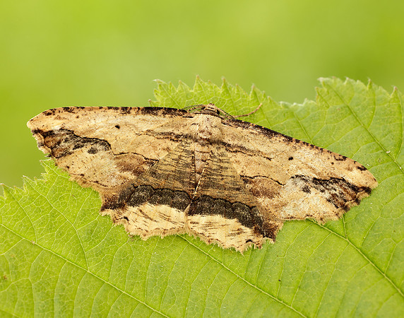70.257 BF1936 Waved Umber Menophra abruptaria