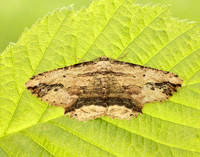 70.257 BF1936 Waved Umber Menophra abruptaria