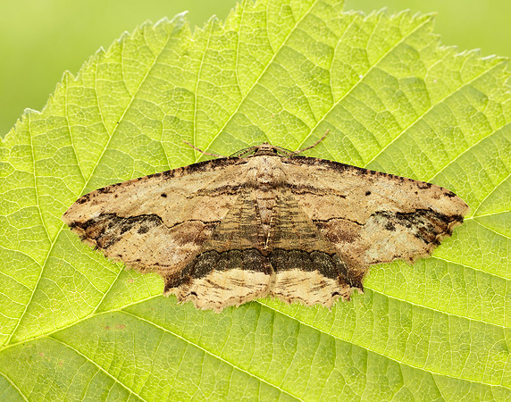 70.257 BF1936 Waved Umber Menophra abruptaria
