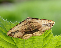 70.257 BF1936 Waved Umber Menophra abruptaria