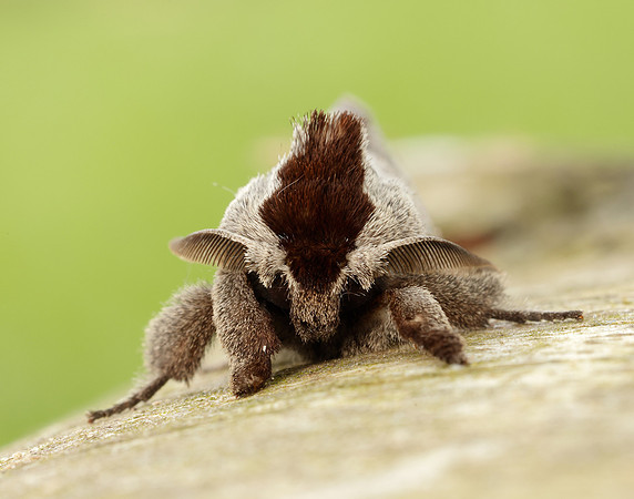 71.027 BF2019 Chocolate-tip Clostera curtula