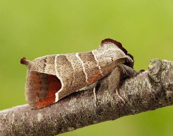 71.027 BF2019 Chocolate-tip Clostera curtula
