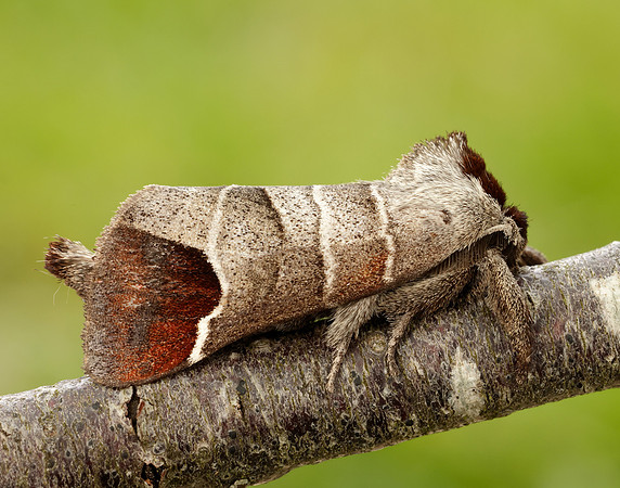 71.027 BF2019 Chocolate-tip Clostera curtula