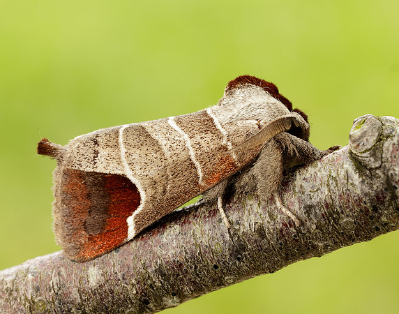 71.027 BF2019 Chocolate-tip Clostera curtula