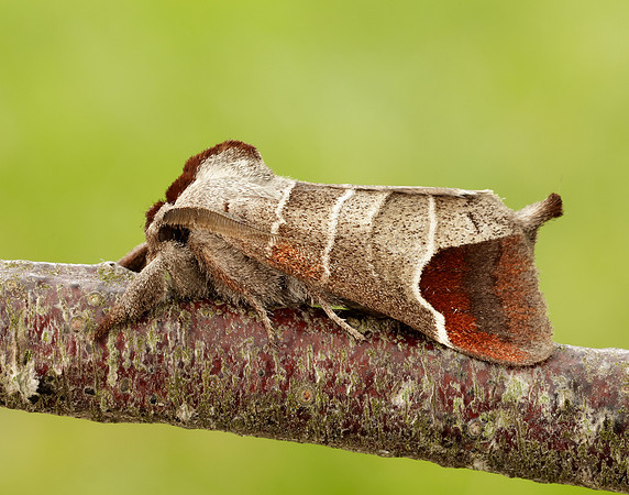 71.027 BF2019 Chocolate-tip Clostera curtula