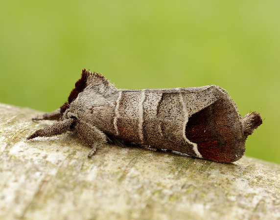 71.027 BF2019 Chocolate-tip Clostera curtula