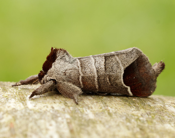 71.027 BF2019 Chocolate-tip Clostera curtula
