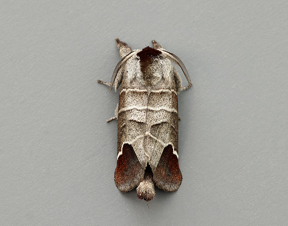 71.027 BF2019 Chocolate-tip Clostera curtula